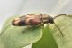 3 hypulus quercinus melandryidae monte cuneo.JPG
