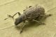 2 polydrusus inustus curculionidae avigliana est.JPG