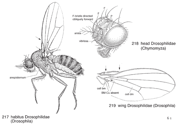 Drosophilidae copia.jpg