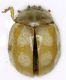 Coccinella_Maccarese_30-V-1981_4.2mm.jpg