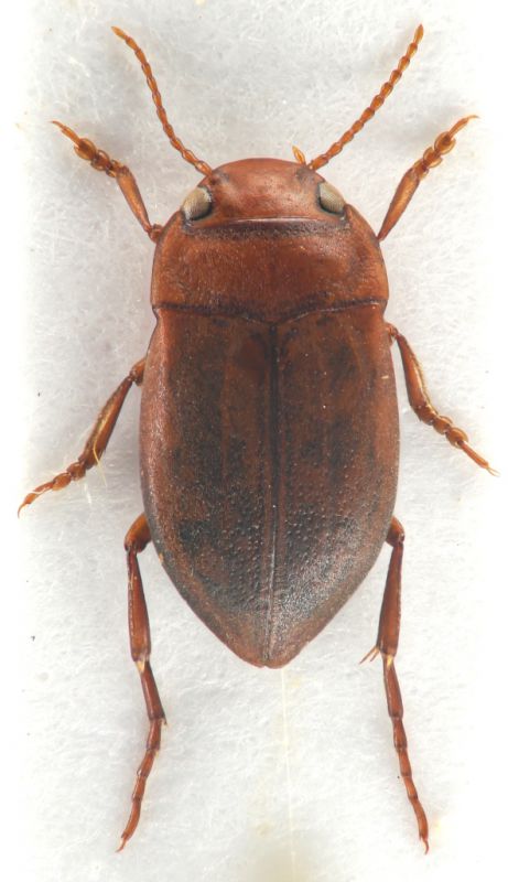 Deronectes sp..jpg