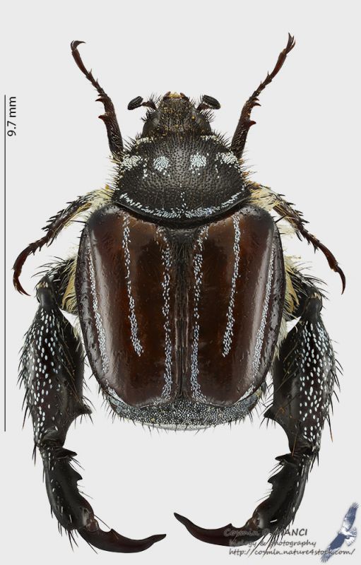 Pachycnema_corepurporea_s.jpg