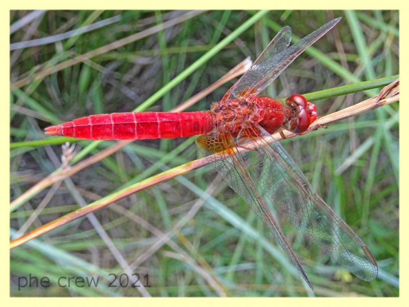 Crocothemis erythraea - tenuta san rossore -1.7.2021 -.JPG