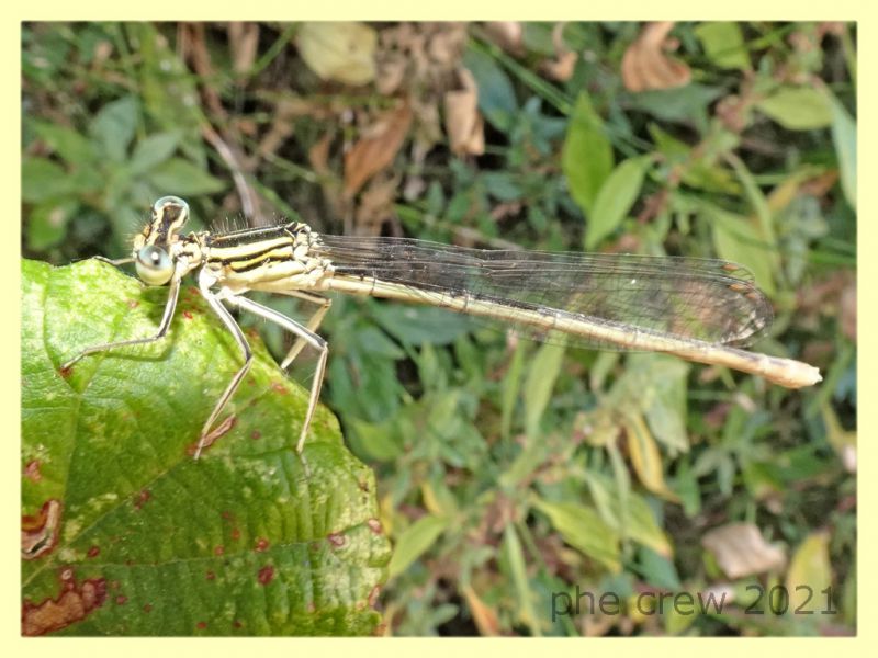 prob. Platycnemis pennipes - riva Arno - Pisa - 29.6.2021 - (2).JPG