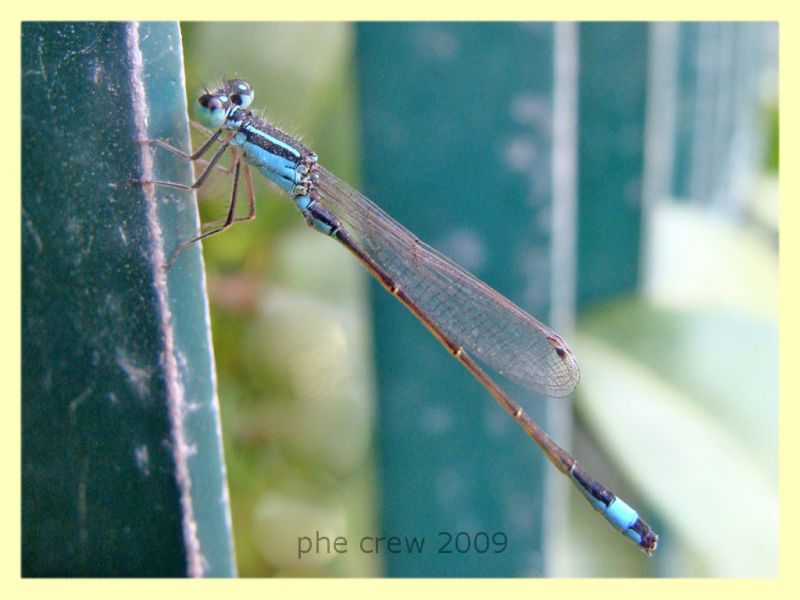 ischnura elegans - Catanzaro lido CZ - 15.8.2009 -.JPG