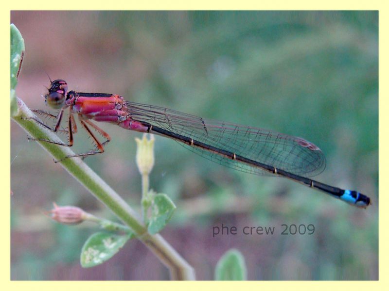 Ischnura elegans (van der Linden, 1820) - Catanzaro lido CZ - 15.8.2009 -.JPG