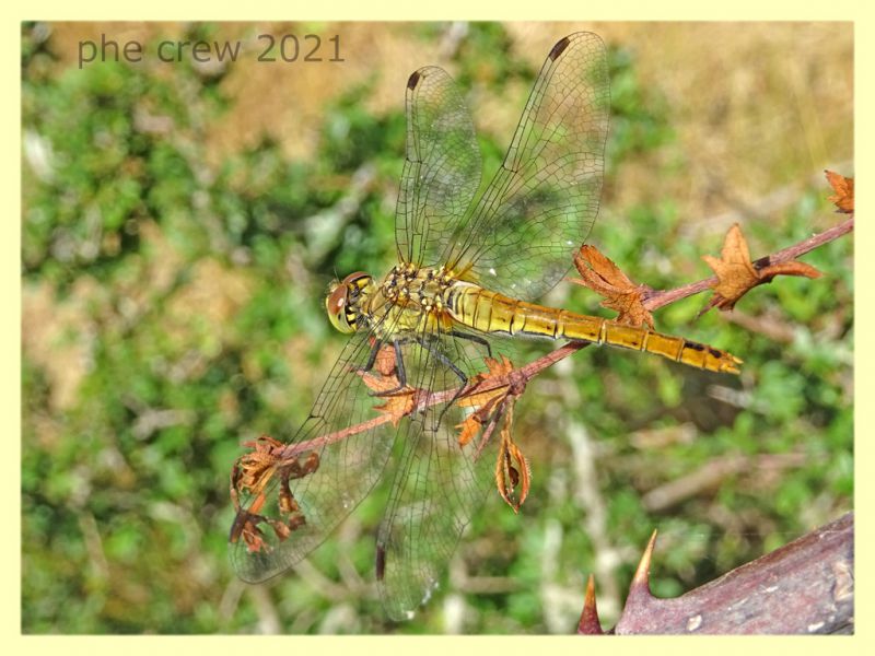 Sympetrum fonscolombii - tenuta san rossore - Pisa - 1.7.2021 - (5).JPG