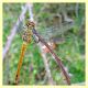 Sympetrum fonscolombii - tenuta san rossore - Pisa - 1.7.2021 - (1).JPG