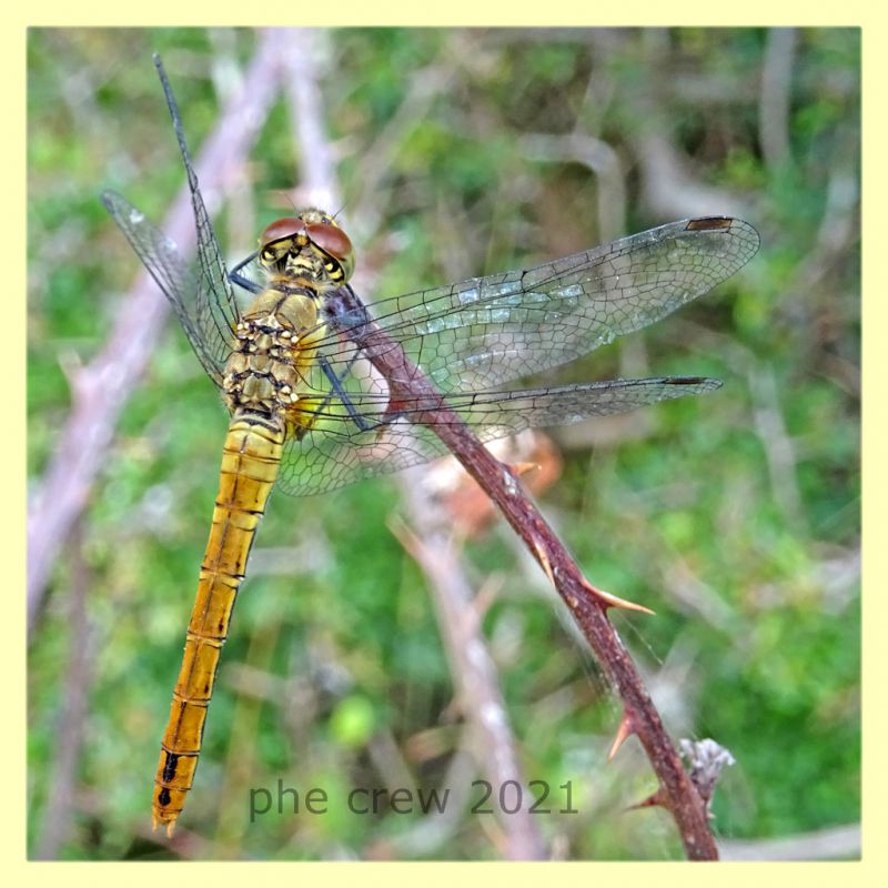 Sympetrum fonscolombii - tenuta san rossore - Pisa - 1.7.2021 - (1).JPG