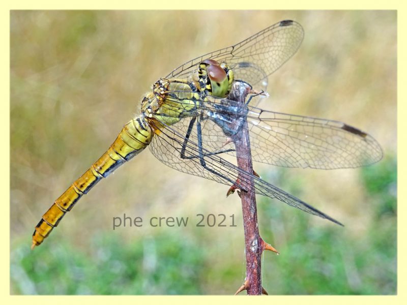 Sympetrum fonscolombii - tenuta san rossore - Pisa - 1.7.2021 - (2).JPG