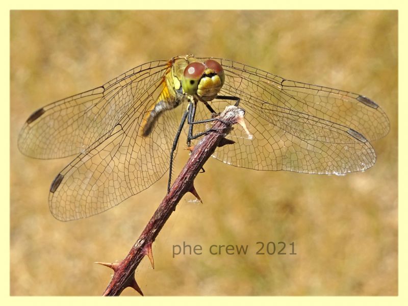 Sympetrum fonscolombii - tenuta san rossore - Pisa - 1.7.2021 - (4).JPG