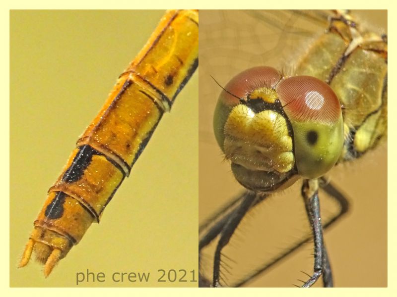 Sympetrum fonscolombii - tenuta san rossore - Pisa - 1.7.2021 - (7).JPG