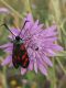 zygaena filipendulae leggera.jpg