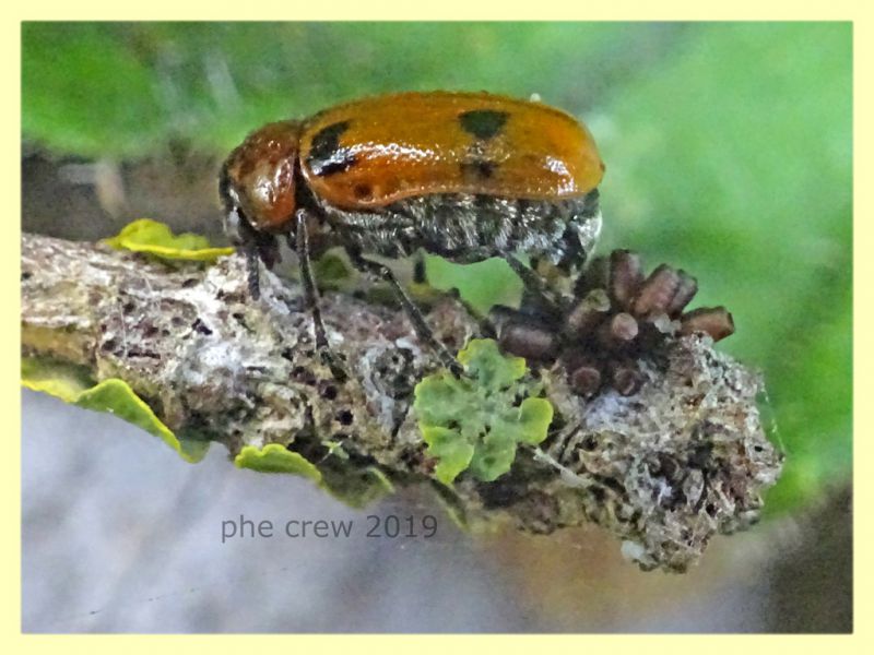 probabile Coptocephala scopolina - circa 5 mm. in ovideposizione - Anzio 19.6.2019 - (3).JPG