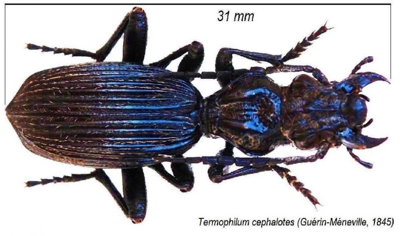 Termophilum (2).jpg