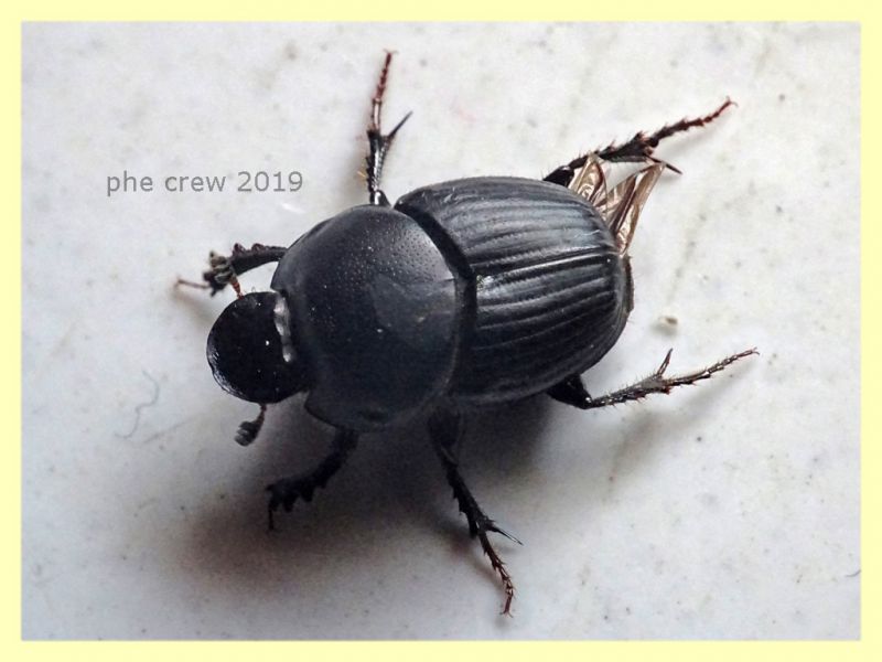 probabile Onthophagus taurus 7 mm. senza testa in sterco equino - Anzio 19.6.2019 - (28).JPG