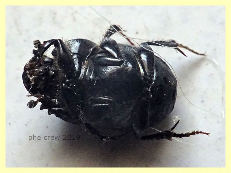 probabile Onthophagus taurus 7 mm. senza testa in sterco equino - Anzio 19.6.2019 - (26).JPG