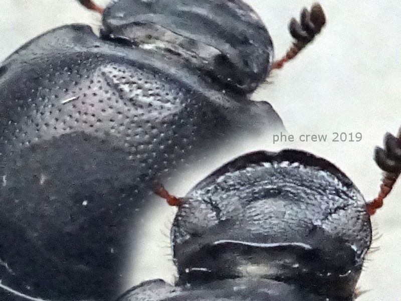 probabile Onthophagus taurus 7 mm. senza testa in sterco equino - Anzio 19.6.2019 - (25).JPG