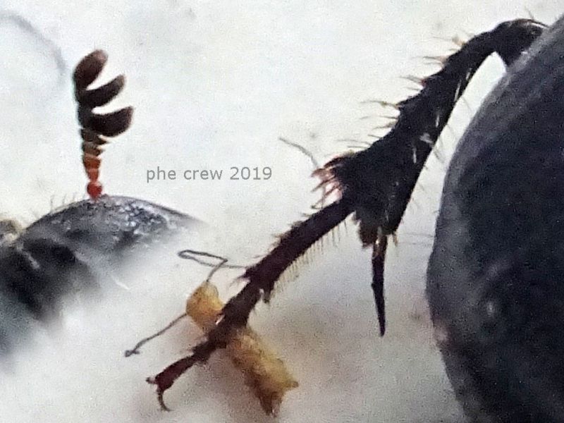 probabile Onthophagus taurus 7 mm. senza testa in sterco equino - Anzio 19.6.2019 - (14).JPG