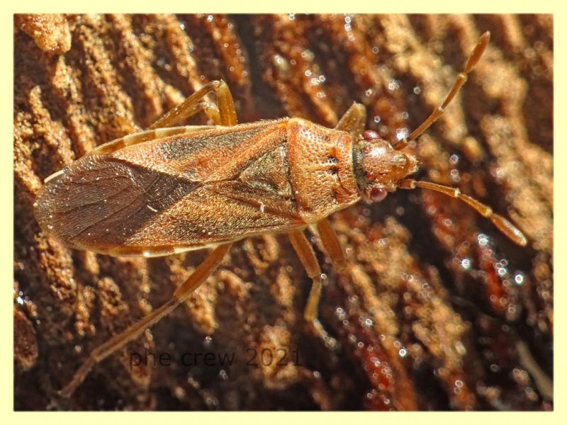 Arocatus longiceps 6 mm. - sotto corteccia di Platano - Anzio 31.12.2021 - (4).JPG