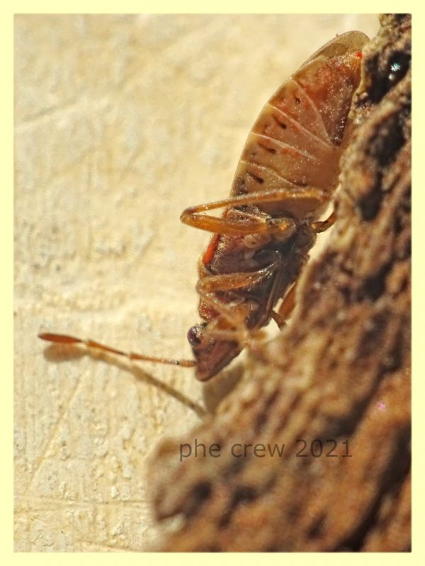 Arocatus longiceps 6 mm. - sotto corteccia di Platano - Anzio 31.12.2021 - (3).JPG