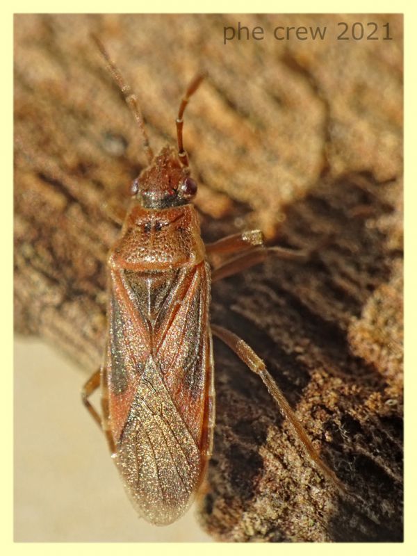 Arocatus longiceps 6 mm. - sotto corteccia di Platano - Anzio 31.12.2021 - (1).JPG