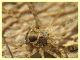 Leiobunum sp. corpo circa 4 mm. - corteccia Platano - Anzio 31.12.2021 - (17).JPG
