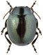 Chrysolina cf. oricalcia.jpg
