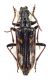 Comb3493cr-12zL6.jpg