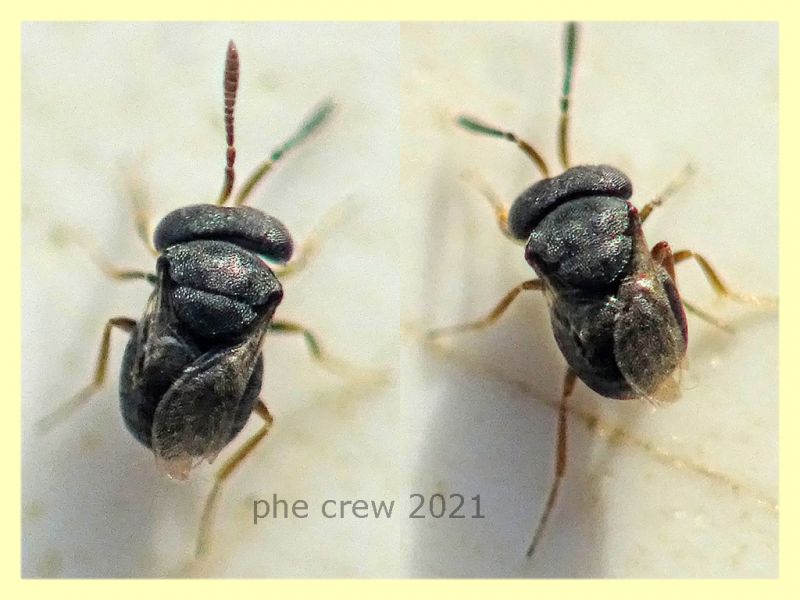 Scelionidae - Gryon sp. - 1 mm. - Anzio 31.12.2021 sotto corteccia Platano -  (2).JPG