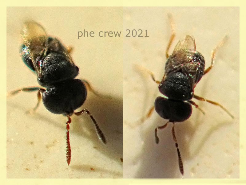 Scelionidae - Gryon sp. - 1 mm. - Anzio 31.12.2021 sotto corteccia Platano -  (8).JPG