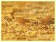 Apocheiridium (Apocheiridium) ferum - Anzio 31.12.2021 corteccia Eucalipto - (2).JPG