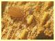 Apocheiridium (Apocheiridium) ferum - Anzio 31.12.2021 corteccia Eucalipto - (4).JPG