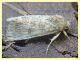 probabile Agrotis segetum - Anzio 21.9.2019 - (14).JPG