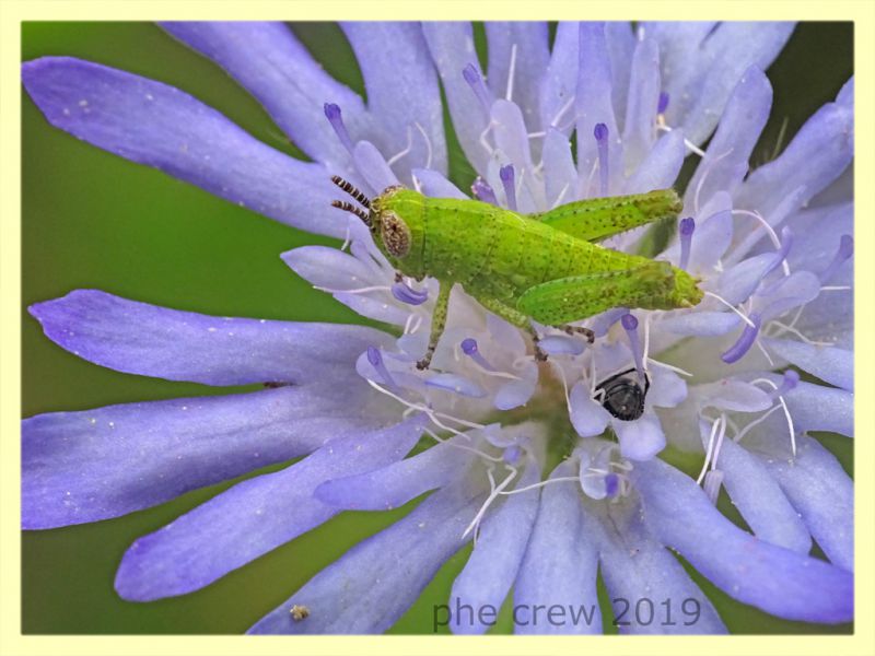 giovane Acrididae - Anzio 8.6.2019 - (5).JPG