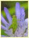 giovane Acrididae - Anzio 8.6.2019 - (12).JPG