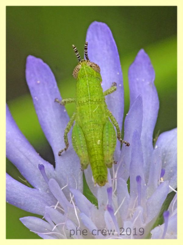 giovane Acrididae - Anzio 8.6.2019 - (8).JPG