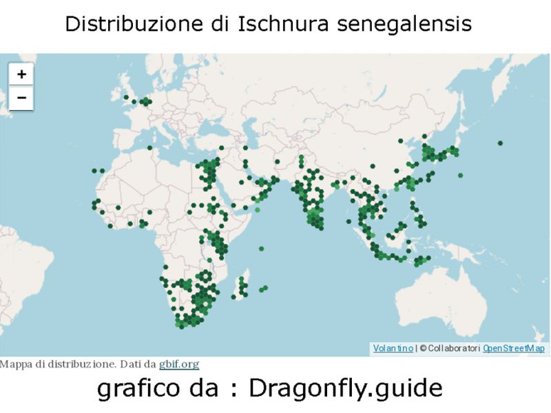 I. senegalensis distrubuzione.jpg