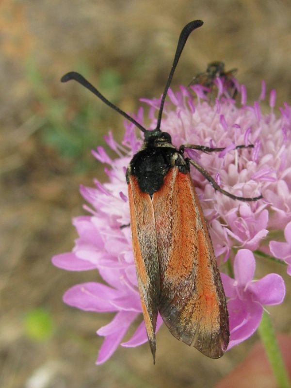 Zygaena sp..JPG