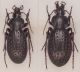 chevrolati persimilis.JPG