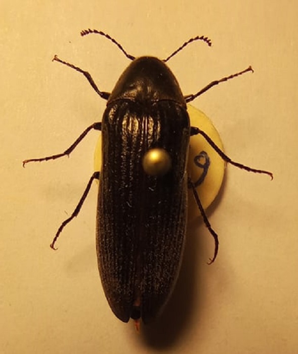 phyllocerus fem.jpg