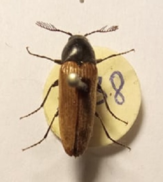 Phyllocerus mal.jpg