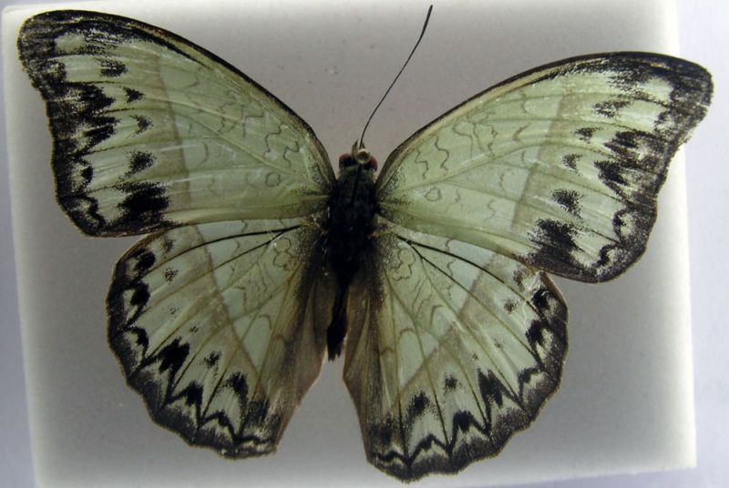 lepidoptera.jpg