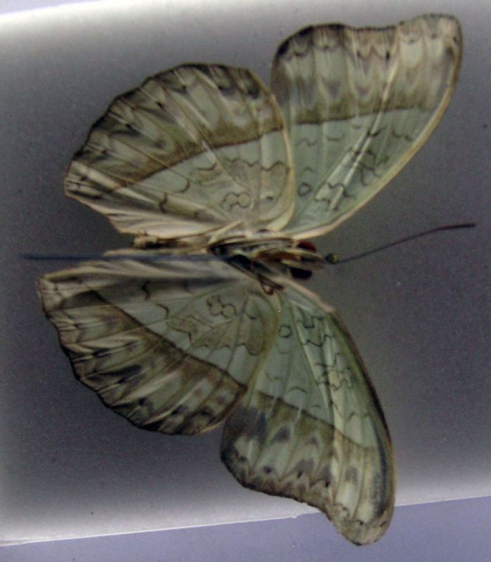 lepidoptera1.jpg