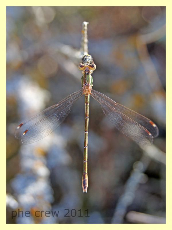 probabile Lestes barbarus - Bultei San Saturnino - 17.8.2011 - (2).JPG