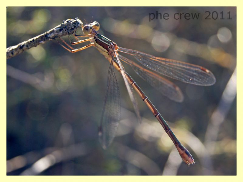 probabile Lestes barbarus - Bultei San Saturnino - 17.8.2011 - (1).JPG