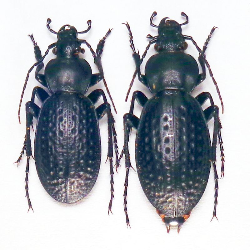 chevrolati ilgazdagensis.JPG