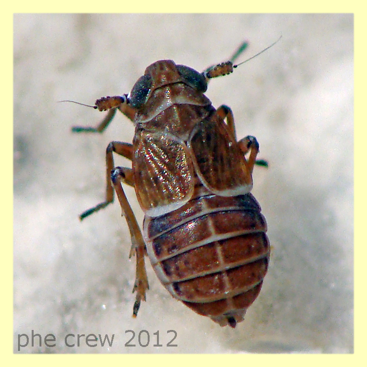 Delphacidae prob. Dicranotropis - Tor Caldara - 11.3.2012.JPG