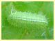 larva licenide su Onopordum acanthium cf. - Anzio 25.3.2012 - (1).JPG