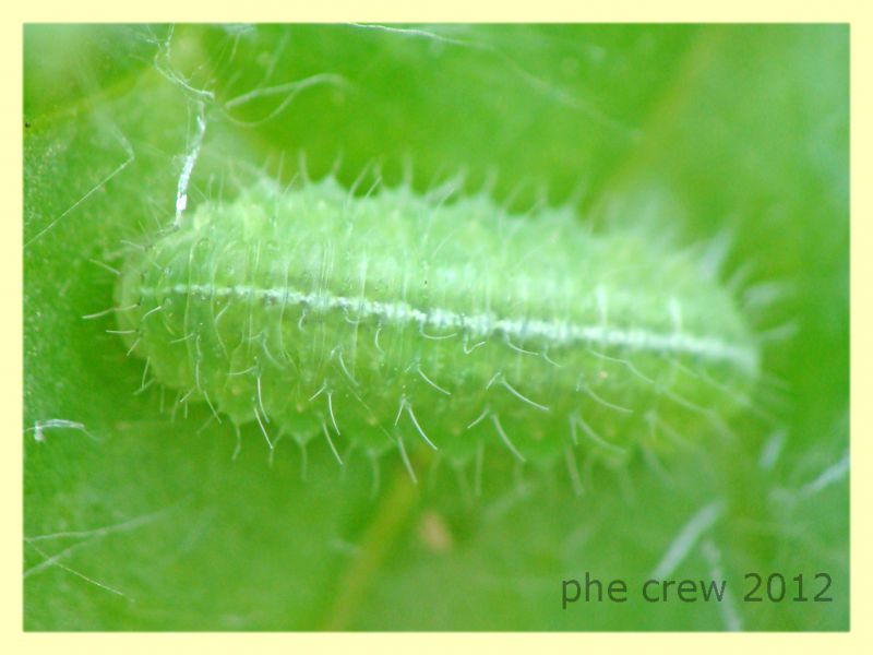 larva licenide su Onopordum acanthium cf. - Anzio 25.3.2012 - (1).JPG